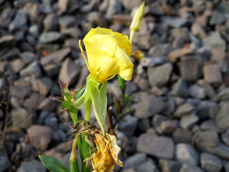 Gemeine Nachtkerze (Oenothera biennis) am Bahnhof Bruchmühlbach-Miesau