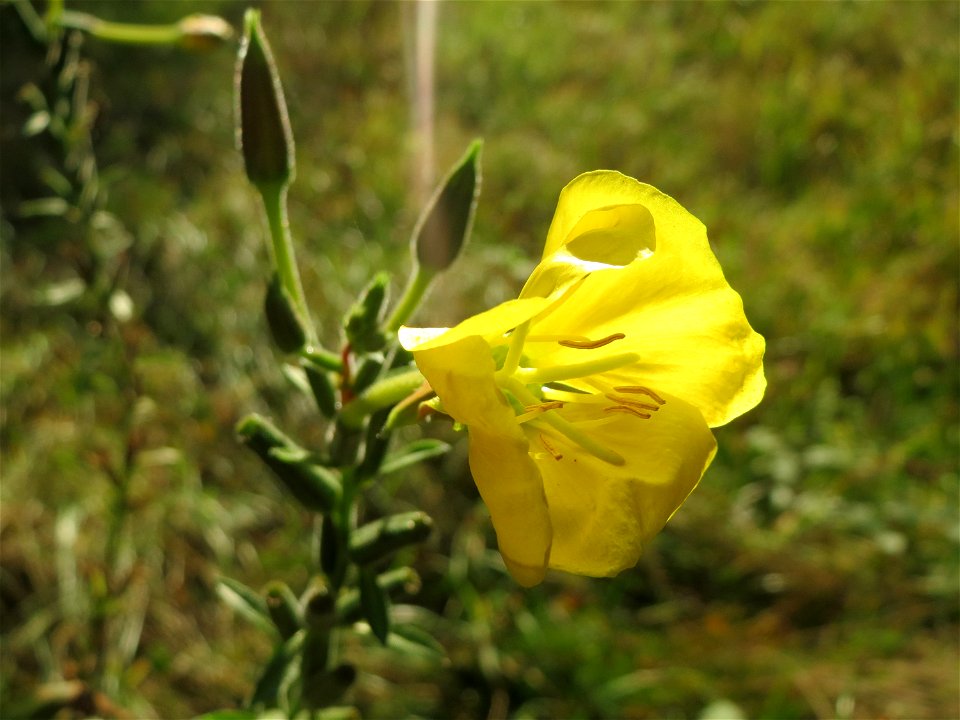 Gemeine Nachtkerze (Oenothera biennis) - invasiv in der Schwetzinger Hardt - eingeschleppt aus Nordamerika