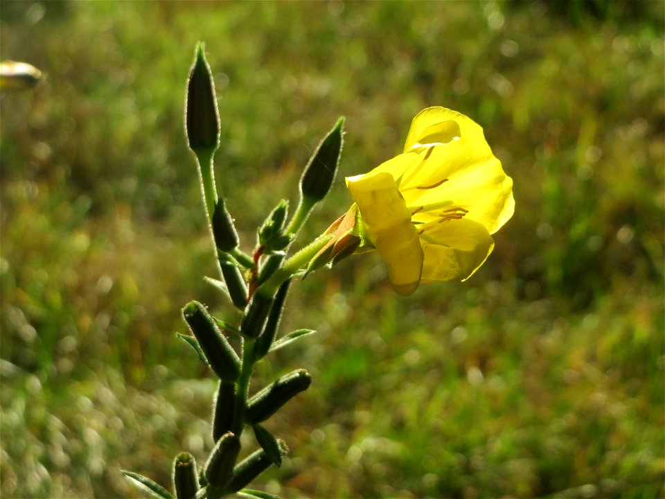 Gemeine Nachtkerze (Oenothera biennis) - invasiv in der Schwetzinger Hardt - eingeschleppt aus Nordamerika