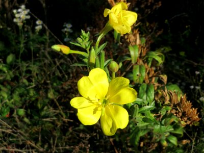 Gemeine Nachtkerze (Oenothera biennis) an der Deponie Hockenheim am Rand vom Hockenheimer Rheinbogen