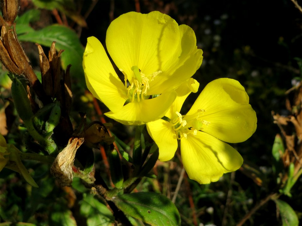 Gemeine Nachtkerze (Oenothera biennis) an der Deponie Hockenheim am Rand vom Hockenheimer Rheinbogen