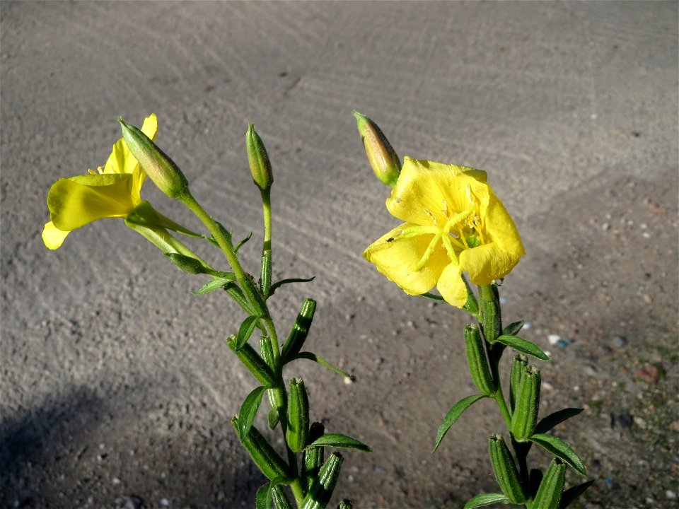 Gemeine Nachtkerze (Oenothera biennis) an der Deponie Hockenheim am Rand vom Hockenheimer Rheinbogen