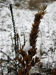 Mumienbotanik: Gemeine Nachtkerze (Oenothera biennis) auf einer Brachfläche am Messplatz in Hockenheim bei Neuschnee am 18. Dezember 2017 - eingeschleppt aus Nordamerika