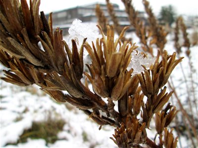 Mumienbotanik: Gemeine Nachtkerze (Oenothera biennis) auf einer Brachfläche am Messplatz in Hockenheim bei Neuschnee am 18. Dezember 2017 - eingeschleppt aus Nordamerika