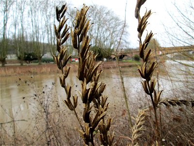 Gemeine Nachtkerze (Oenothera biennis) an der Saar in Saarbrücken