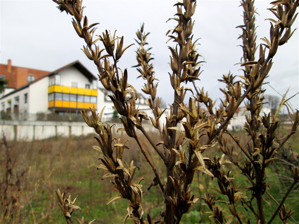 Mumienbotanik: Gemeine Nachtkerze (Oenothera biennis) auf einer Brachfläche am Messplatz in Hockenheim - eingeschleppt aus Nordamerika