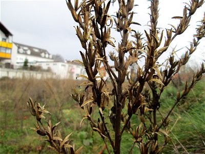 Mumienbotanik: Gemeine Nachtkerze (Oenothera biennis) auf einer Brachfläche am Messplatz in Hockenheim - eingeschleppt aus Nordamerika