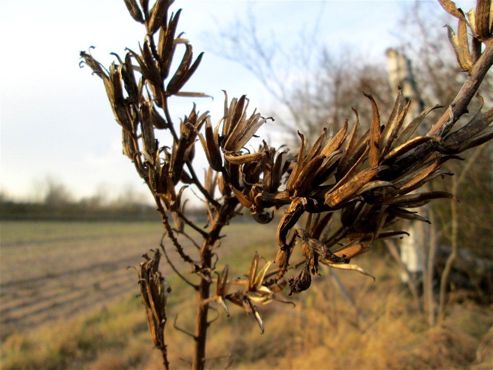 Mumienbotanik: Gemeine Nachtkerze (Oenothera biennis) in Hockenheim - eingeschleppt aus Nordamerika