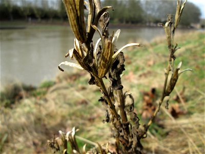 Mumienbotanik: Gemeine Nachtkerze (Oenothera biennis) an der Saar in Saarbrücken