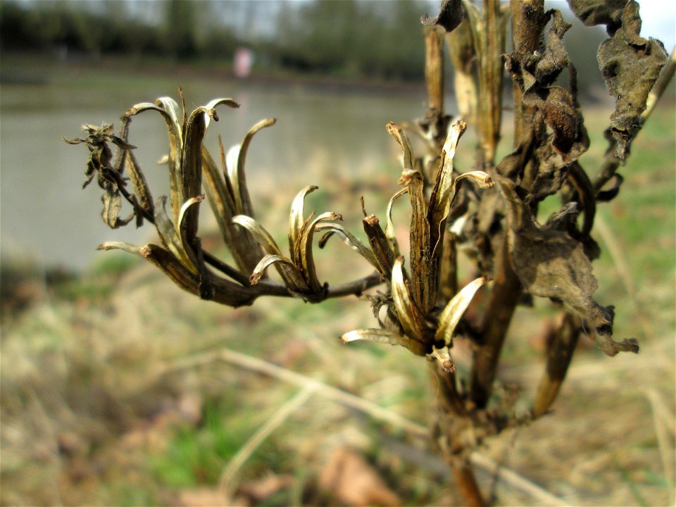 Mumienbotanik: Gemeine Nachtkerze (Oenothera biennis) an der Saar in Saarbrücken - eingeschleppt aus Nordamerika