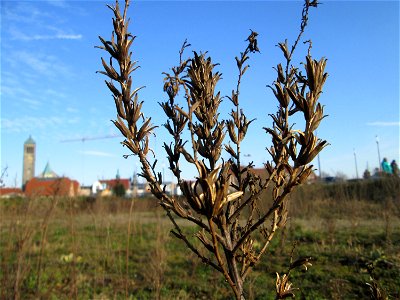 Mumienbotanik: Gemeine Nachtkerze (Oenothera biennis) auf einer Brachfläche am Messplatz in Hockenheim - eingeschleppt aus Nordamerika