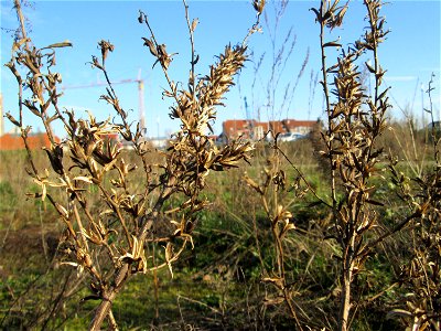 Mumienbotanik: Gemeine Nachtkerze (Oenothera biennis) auf einer Brachfläche am Messplatz in Hockenheim - eingeschleppt aus Nordamerika