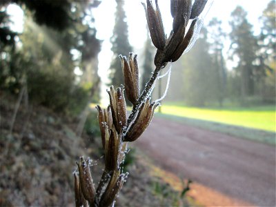 Mumienbotanik: Vereiste Gemeine Nachtkerze (Oenothera biennis) auf dem Hauptfriedhof Saarbrücken