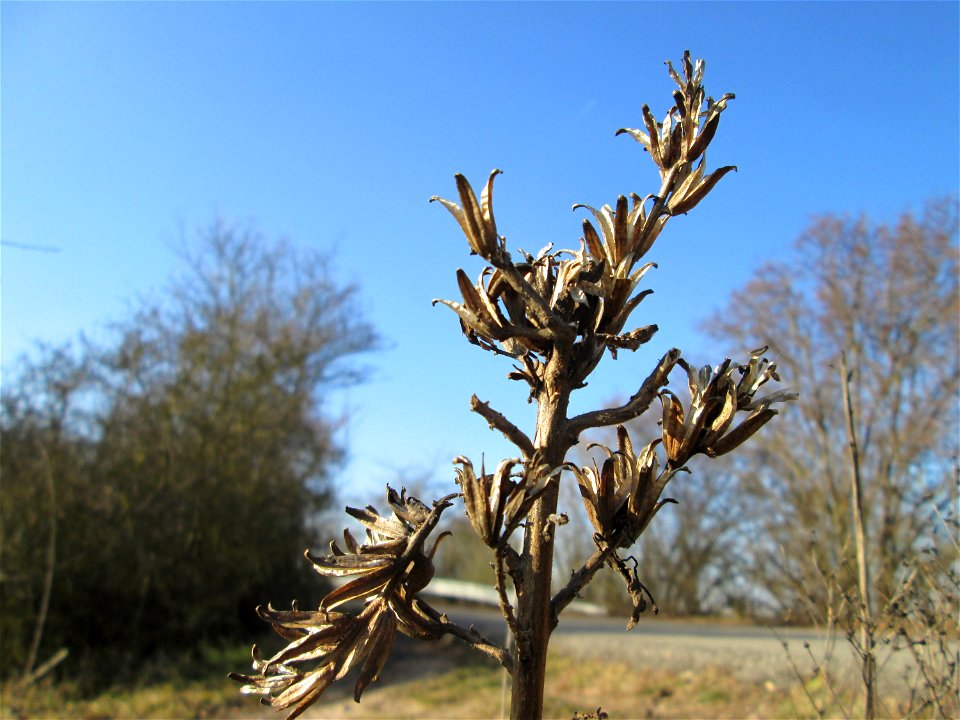 Mumienbotanik: Gemeine Nachtkerze (Oenothera biennis) bei Reilingen - eingeschleppt aus Nordamerika