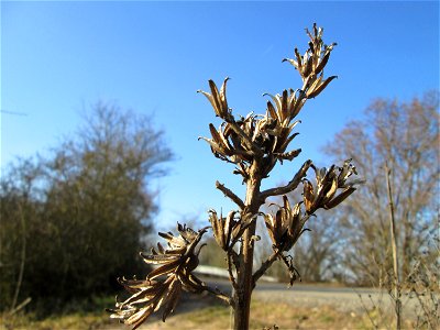Mumienbotanik: Gemeine Nachtkerze (Oenothera biennis) bei Reilingen - eingeschleppt aus Nordamerika