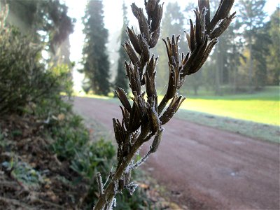 Mumienbotanik: Vereiste Gemeine Nachtkerze (Oenothera biennis) auf dem Hauptfriedhof Saarbrücken