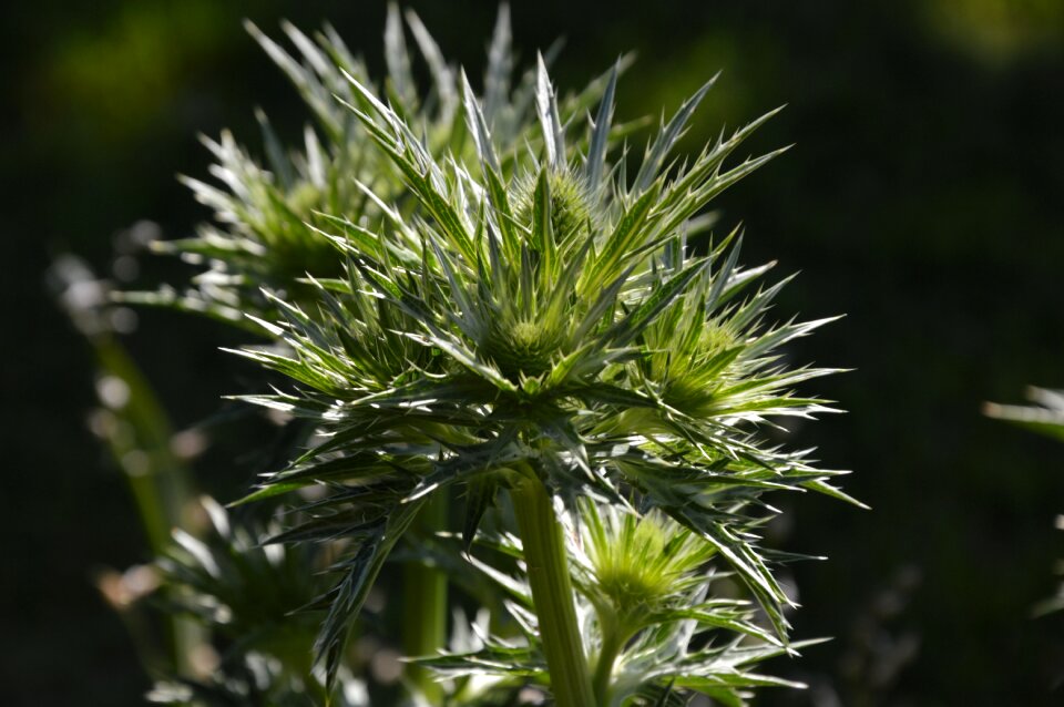 Flora prickly wild flowers