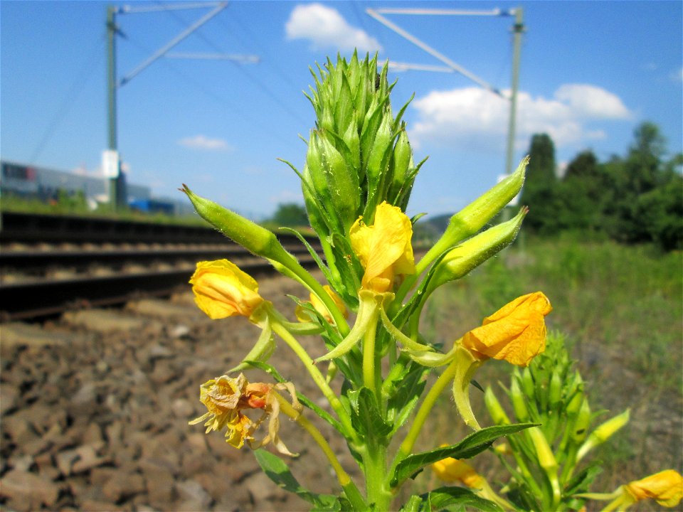 Gemeine Nachtkerze (Oenothera biennis) am Bahnhof Bruchmühlbach-Miesau
