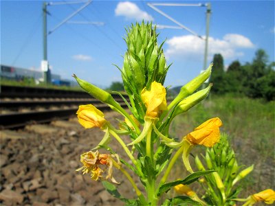 Gemeine Nachtkerze (Oenothera biennis) am Bahnhof Bruchmühlbach-Miesau