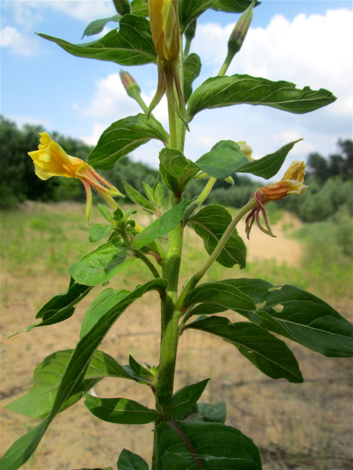 Gemeine Nachtkerze (Oenothera biennis) in der Schwetzinger Hardt