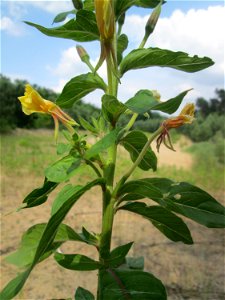 Gemeine Nachtkerze (Oenothera biennis) in der Schwetzinger Hardt