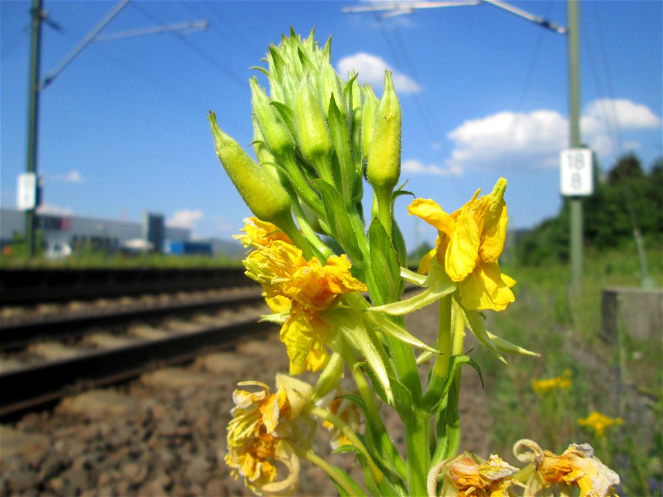 Gemeine Nachtkerze (Oenothera biennis) am Bahnhof Bruchmühlbach-Miesau