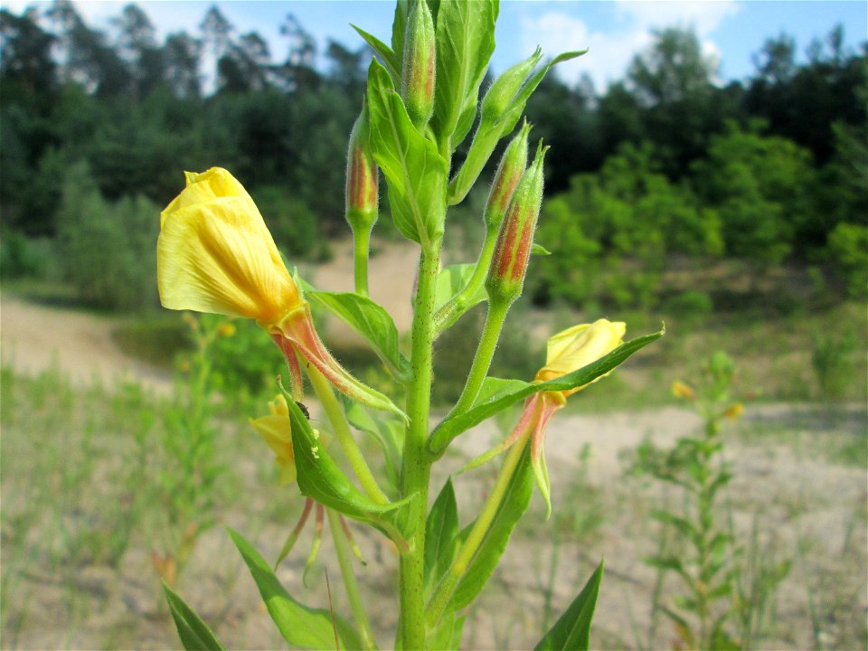 Gemeine Nachtkerze (Oenothera biennis) auf einer offenen Sandfläche in der Schwetzinger Hardt