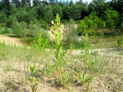 Gemeine Nachtkerze (Oenothera biennis) auf einer offenen Sandfläche in der Schwetzinger Hardt