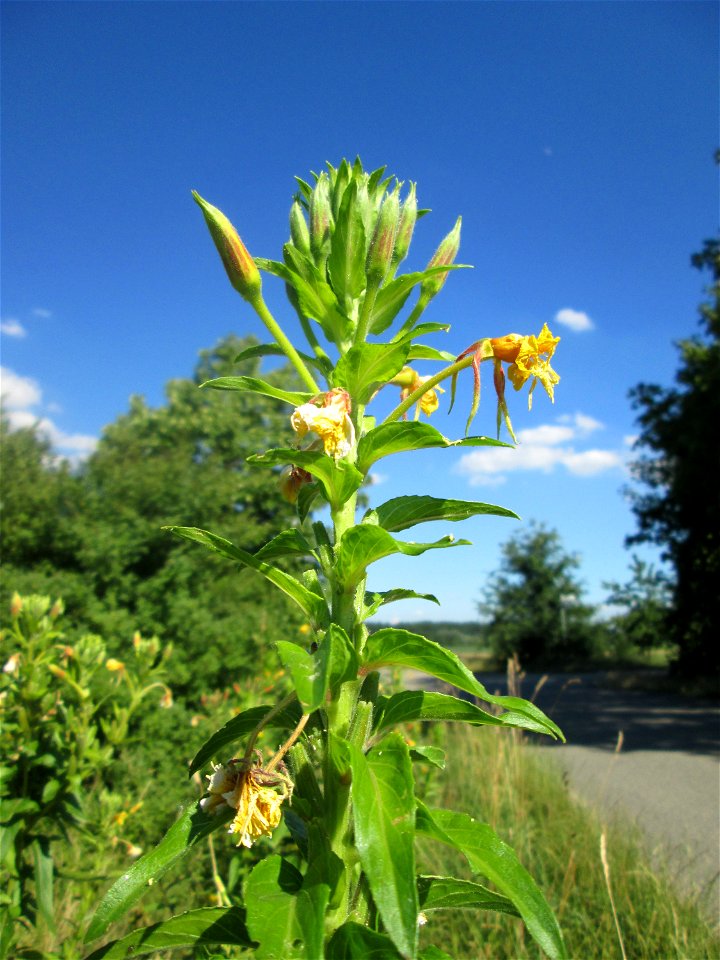 Gemeine Nachtkerze (Oenothera biennis) an einer Brückenauffahrt bei Reilingen