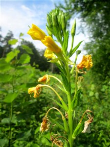Gemeine Nachtkerze (Oenothera biennis) an einer kleinen Binnendüne am Randstreifen der Rheinbahn in der Schwetzinger Hardt - eingeschleppt aus Nordamerika