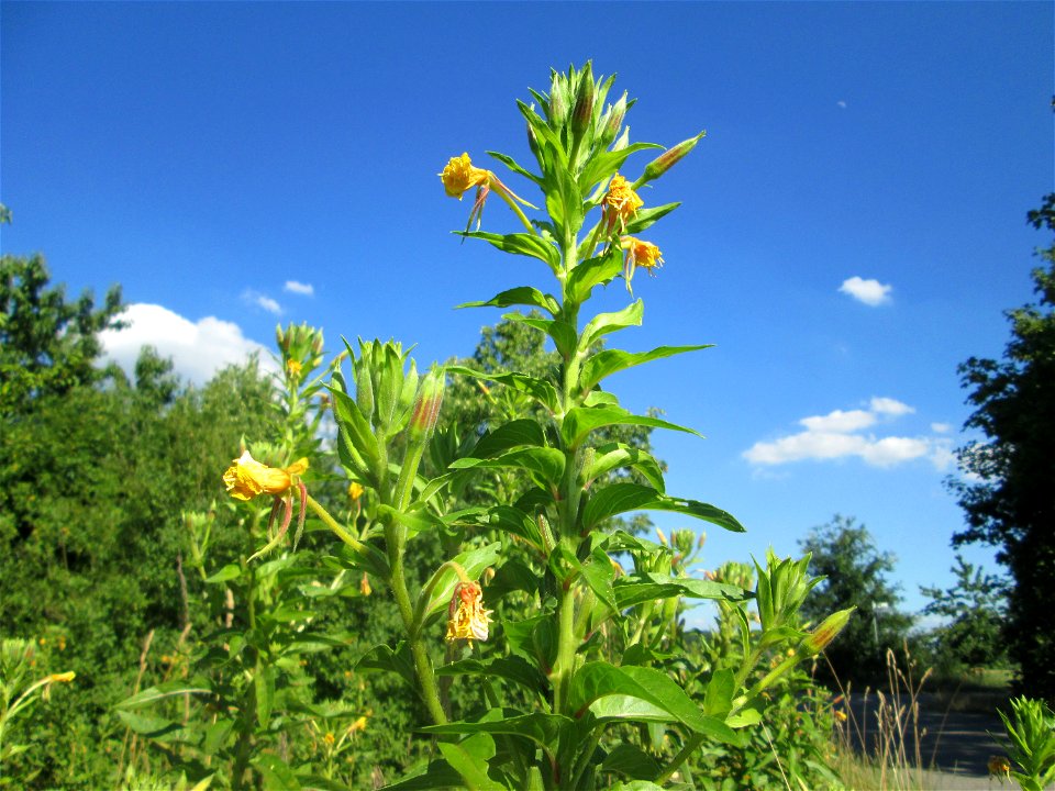 Gemeine Nachtkerze (Oenothera biennis) an einer Brückenauffahrt bei Reilingen