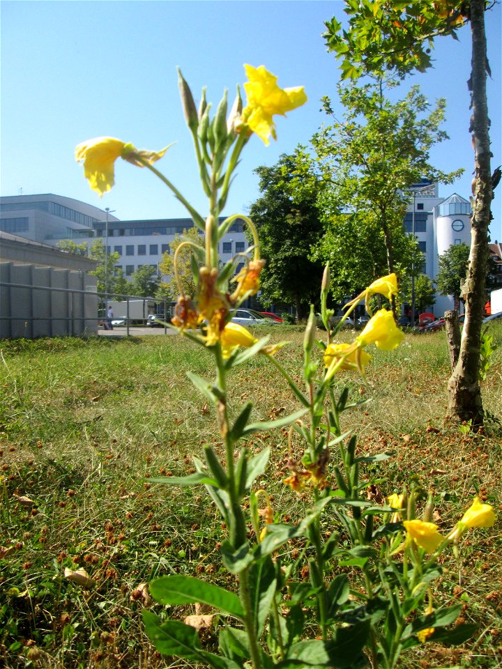 Gemeine Nachtkerze (Oenothera biennis) in Saarbrücken