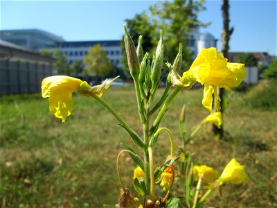 Gemeine Nachtkerze (Oenothera biennis) in Saarbrücken
