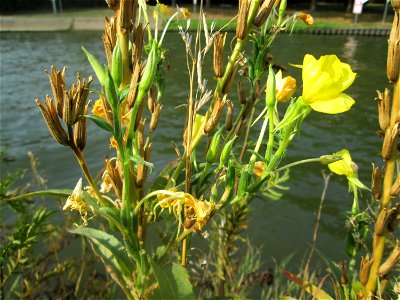 Gemeine Nachtkerze (Oenothera biennis) an der Saar in Saarbrücken - eingeschleppt aus Nordamerika