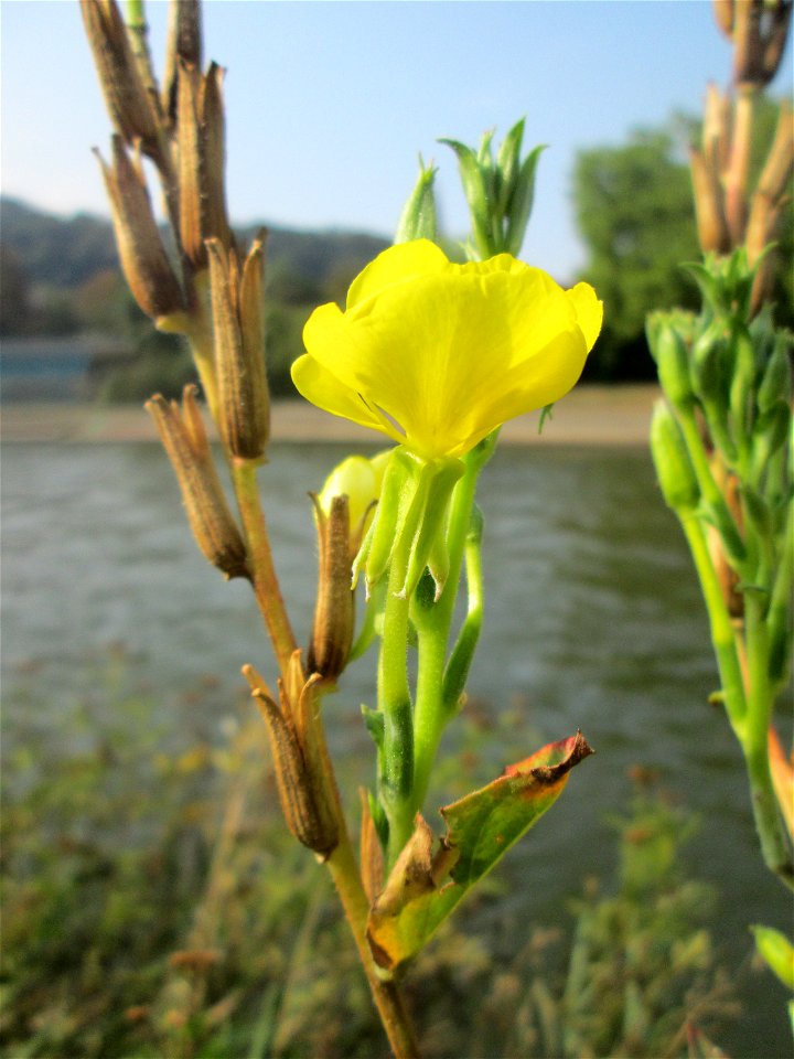 Gemeine Nachtkerze (Oenothera biennis) an der Saar in Saarbrücken - eingeschleppt aus Nordamerika