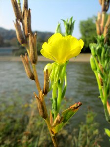 Gemeine Nachtkerze (Oenothera biennis) an der Saar in Saarbrücken - eingeschleppt aus Nordamerika