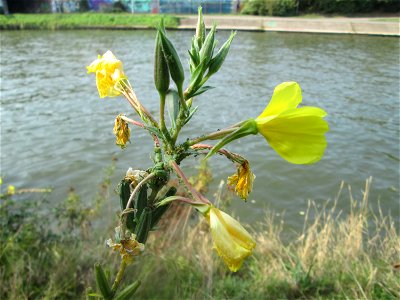 Gemeine Nachtkerze (Oenothera biennis) an der Saar in Saarbrücken - eingeschleppt aus Nordamerika