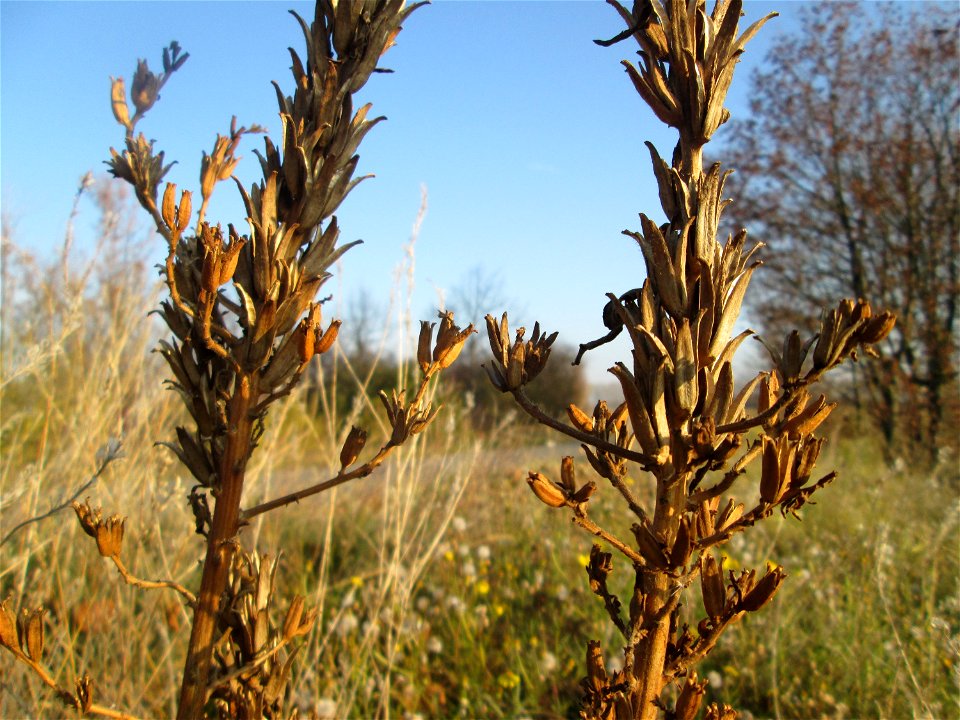 Momienbotanik: Gemeine Nachtkerze (Oenothera biennis) bei Reilingen - Eingeschleppt aus Nordamerika