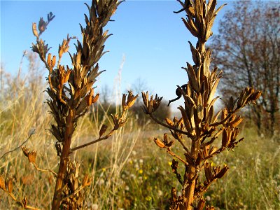 Momienbotanik: Gemeine Nachtkerze (Oenothera biennis) bei Reilingen - Eingeschleppt aus Nordamerika