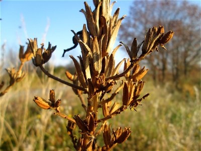 Momienbotanik: Gemeine Nachtkerze (Oenothera biennis) bei Reilingen - Eingeschleppt aus Nordamerika