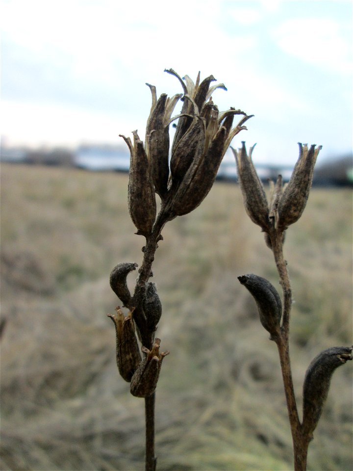 Mumienbotanik: Gemeine Nachtkerze (Oenothera biennis) auf einer Reptilien- und Insekten-Schutzfläche bei Oftersheim