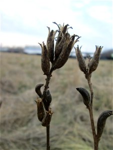 Mumienbotanik: Gemeine Nachtkerze (Oenothera biennis) auf einer Reptilien- und Insekten-Schutzfläche bei Oftersheim