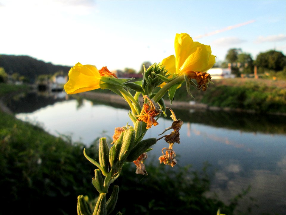 Gemeine Nachtkerze (Oenothera biennis) an der Saar in Güdingen - eingeschleppt aus Nordamerika