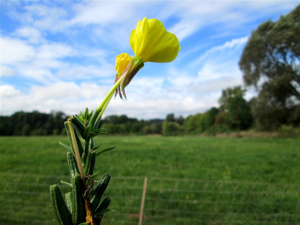 Gemeine Nachtkerze (Oenothera biennis) an der Saar in Grosbliederstroff - eingeschleppt aus Nordamerika