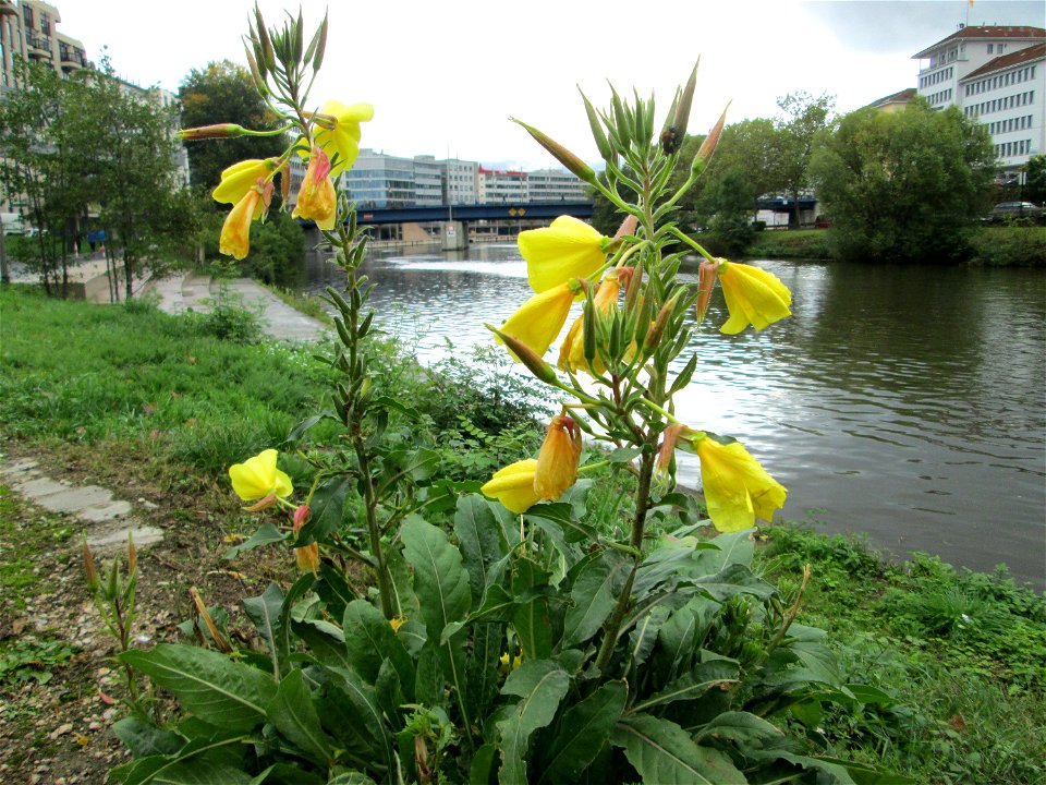 Rotkelchige Nachtkerze (Oenothera glazioviana) an der Saar in Saarbrücken