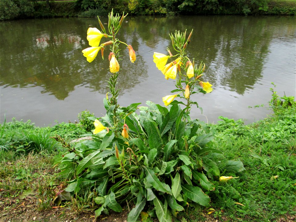 Rotkelchige Nachtkerze (Oenothera glazioviana) an der Saar in Saarbrücken