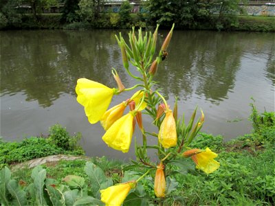 Rotkelchige Nachtkerze (Oenothera glazioviana) an der Saar in Saarbrücken