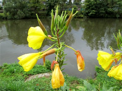 Rotkelchige Nachtkerze (Oenothera glazioviana) an der Saar in Saarbrücken