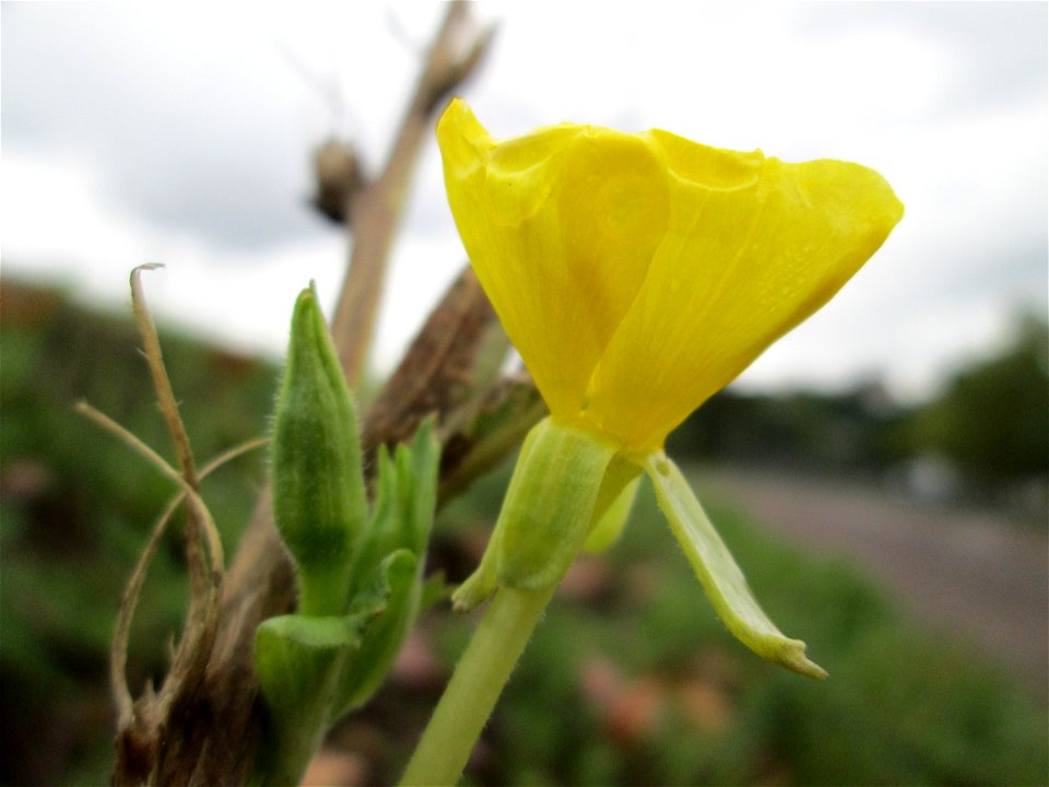 Gemeine Nachtkerze (Oenothera biennis) am Bahndamm in Saarbrücken