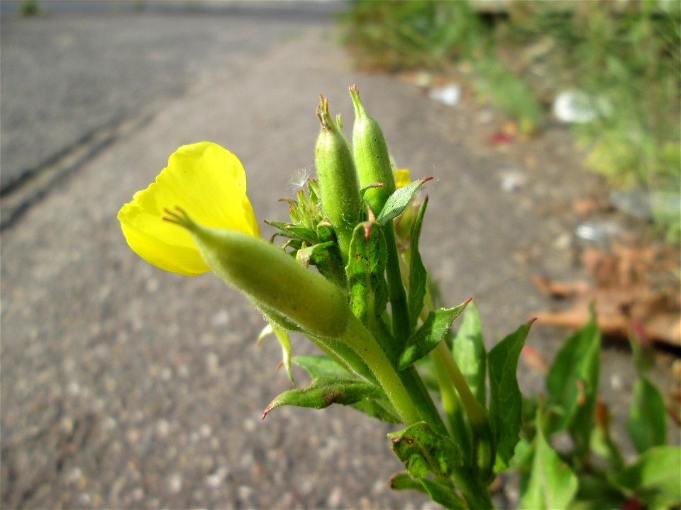 Gemeine Nachtkerze (Oenothera biennis) in einem Industriegebiet in Brebach